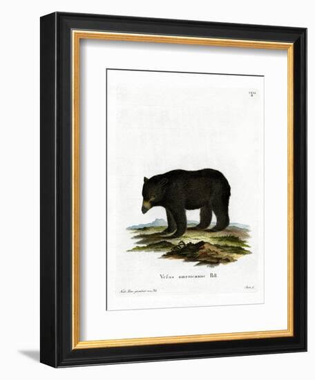 American Black Bear-null-Framed Giclee Print