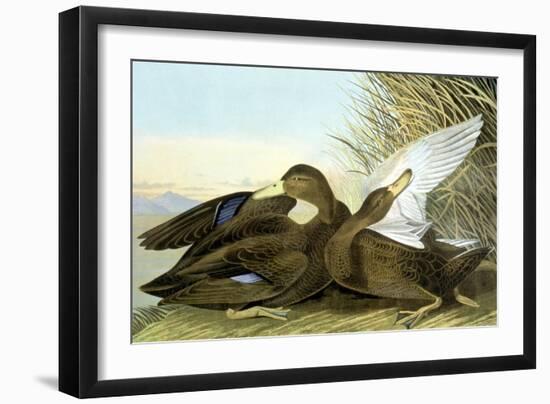 American Black, Or Dusky,-John James Audubon-Framed Giclee Print