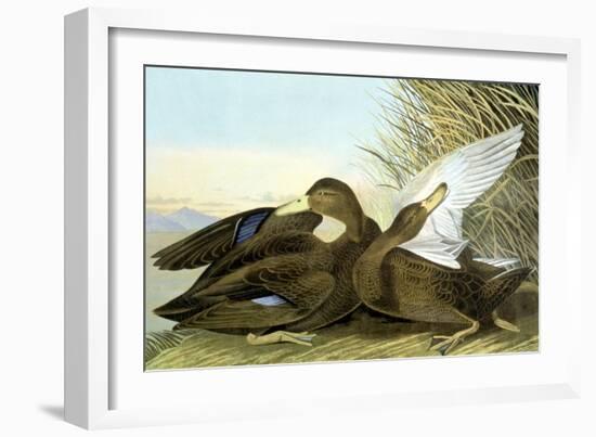 American Black, Or Dusky,-John James Audubon-Framed Giclee Print