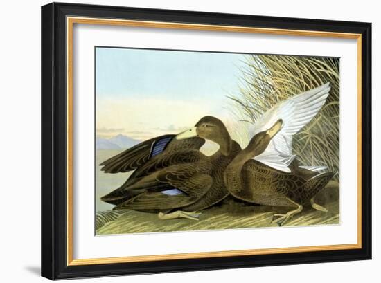 American Black, Or Dusky,-John James Audubon-Framed Giclee Print