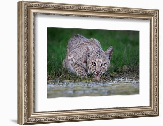 American bobcat drinking at water's edge, Texas, USA-Karine Aigner-Framed Photographic Print