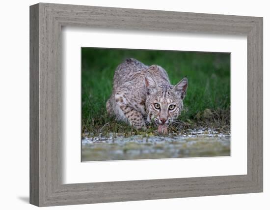 American bobcat drinking at water's edge, Texas, USA-Karine Aigner-Framed Photographic Print