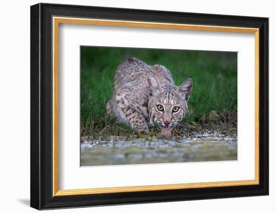 American bobcat drinking at water's edge, Texas, USA-Karine Aigner-Framed Photographic Print