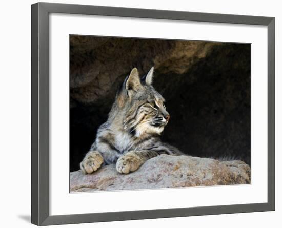 American Bobcat Portrait Resting in Cave. Arizona, USA-Philippe Clement-Framed Photographic Print