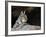 American Bobcat Portrait Resting in Cave. Arizona, USA-Philippe Clement-Framed Photographic Print