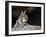 American Bobcat Portrait Resting in Cave. Arizona, USA-Philippe Clement-Framed Photographic Print