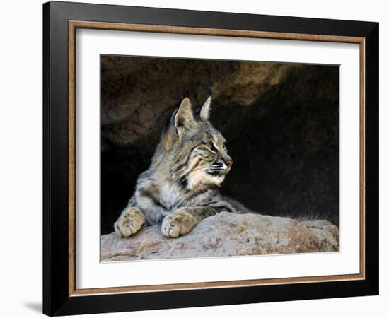 American Bobcat Portrait Resting in Cave. Arizona, USA-Philippe Clement-Framed Photographic Print