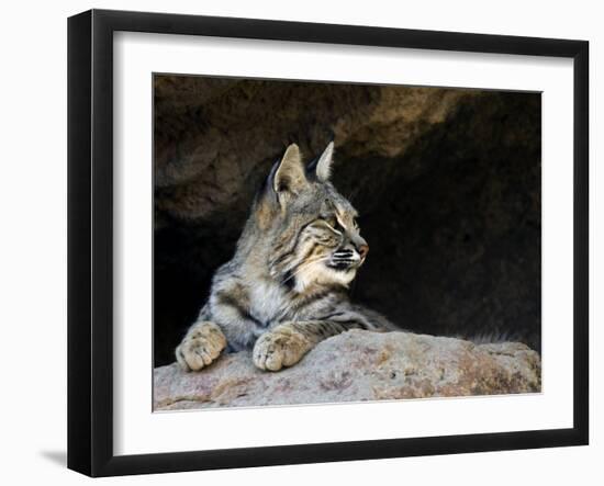 American Bobcat Portrait Resting in Cave. Arizona, USA-Philippe Clement-Framed Photographic Print
