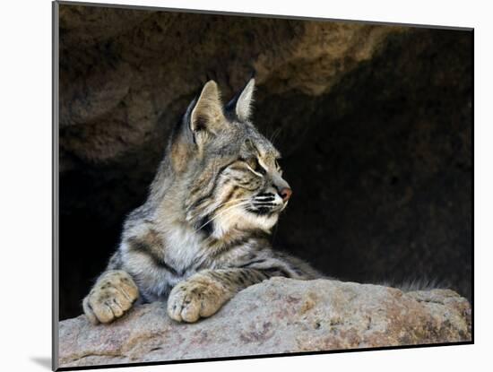 American Bobcat Portrait Resting in Cave. Arizona, USA-Philippe Clement-Mounted Photographic Print