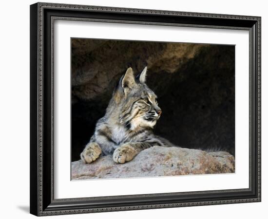 American Bobcat Portrait Resting in Cave. Arizona, USA-Philippe Clement-Framed Photographic Print