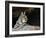 American Bobcat Portrait Resting in Cave. Arizona, USA-Philippe Clement-Framed Photographic Print