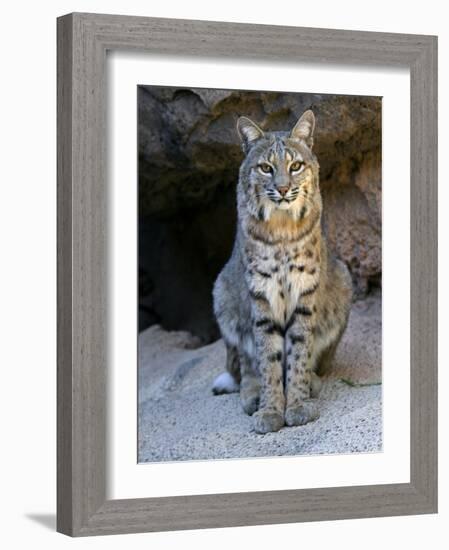 American Bobcat Portrait, Sitting in Front of Cave. Arizona, USA-Philippe Clement-Framed Photographic Print