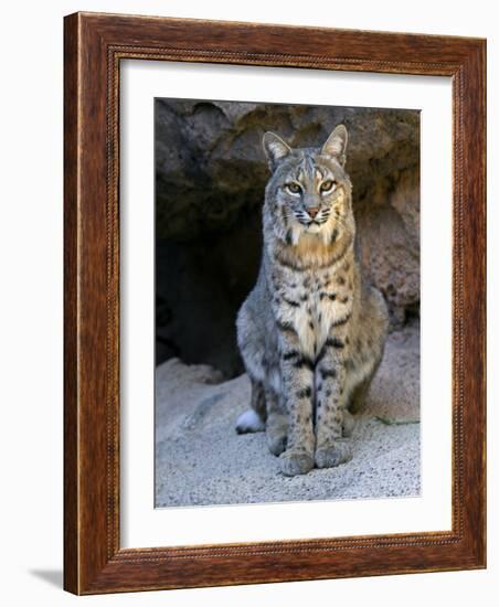 American Bobcat Portrait, Sitting in Front of Cave. Arizona, USA-Philippe Clement-Framed Photographic Print