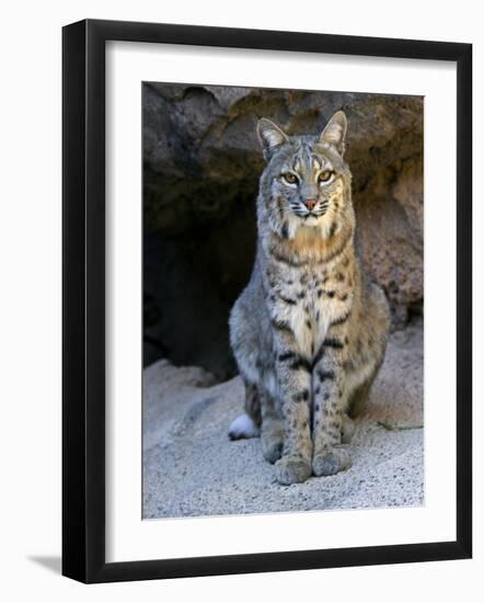 American Bobcat Portrait, Sitting in Front of Cave. Arizona, USA-Philippe Clement-Framed Photographic Print