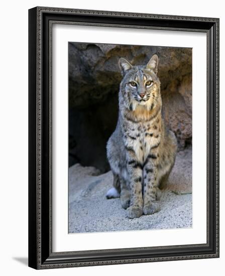 American Bobcat Portrait, Sitting in Front of Cave. Arizona, USA-Philippe Clement-Framed Photographic Print