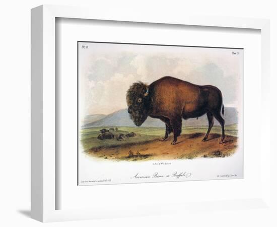 American Buffalo, 1846-null-Framed Giclee Print