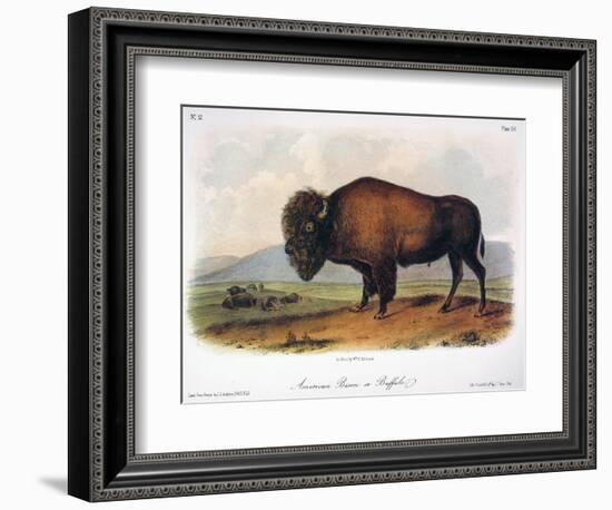 American Buffalo, 1846-null-Framed Giclee Print