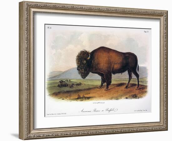 American Buffalo, 1846-null-Framed Giclee Print