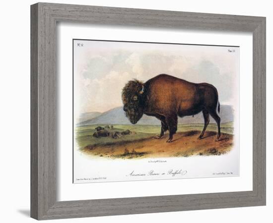 American Buffalo, 1846-null-Framed Giclee Print