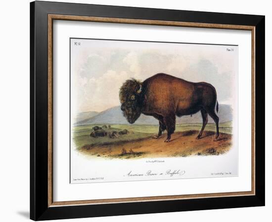 American Buffalo, 1846-null-Framed Giclee Print