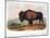 American Buffalo, 1846-null-Mounted Giclee Print