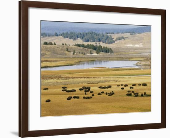 American Buffalo Yellowstone, US-null-Framed Photographic Print