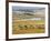 American Buffalo Yellowstone, US-null-Framed Photographic Print