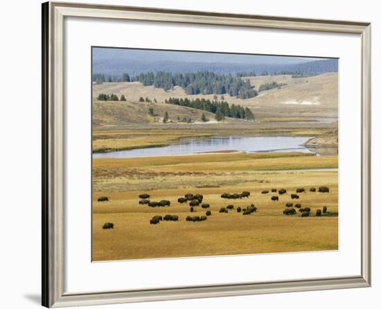 American Buffalo Yellowstone, US-null-Framed Photographic Print