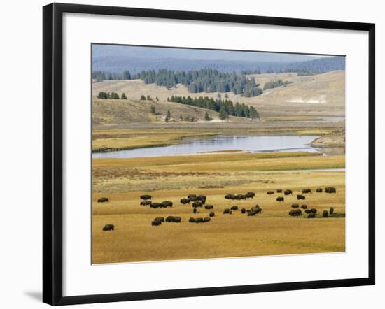 American Buffalo Yellowstone, US-null-Framed Photographic Print