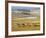 American Buffalo Yellowstone, US-null-Framed Photographic Print