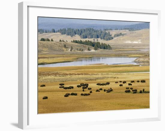 American Buffalo Yellowstone, US-null-Framed Photographic Print