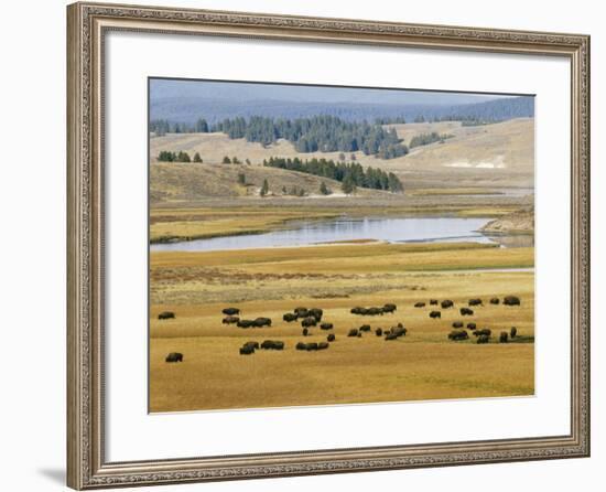 American Buffalo Yellowstone, US-null-Framed Photographic Print