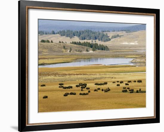 American Buffalo Yellowstone, US-null-Framed Photographic Print