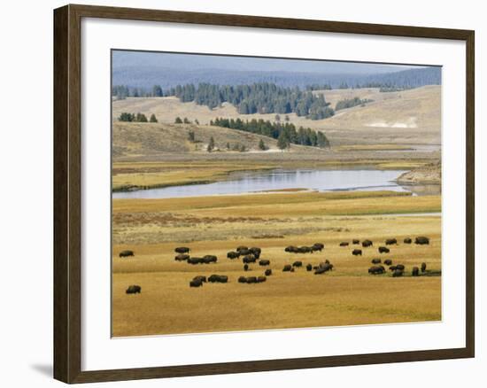 American Buffalo Yellowstone, US-null-Framed Photographic Print