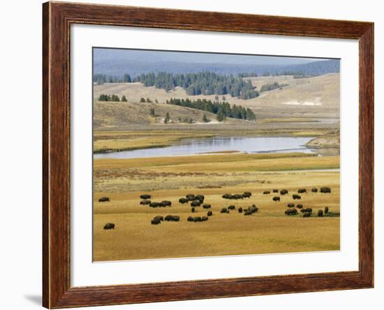 American Buffalo Yellowstone, US-null-Framed Photographic Print