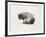 American Buffalo-Joseph Vance-Framed Collectable Print