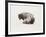 American Buffalo-Joseph Vance-Framed Collectable Print