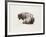 American Buffalo-Joseph Vance-Framed Collectable Print