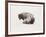 American Buffalo-Joseph Vance-Framed Collectable Print