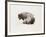 American Buffalo-Joseph Vance-Framed Collectable Print