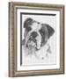American Bulldog-Barbara Keith-Framed Giclee Print