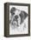 American Bulldog-Barbara Keith-Framed Premier Image Canvas