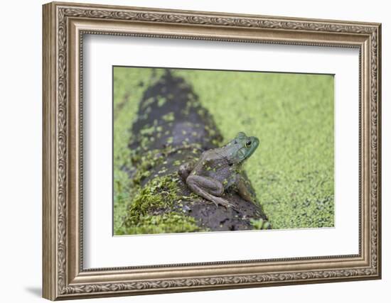 American Bullfrog in pond with duckweed Marion County, Illinois-Richard & Susan Day-Framed Photographic Print