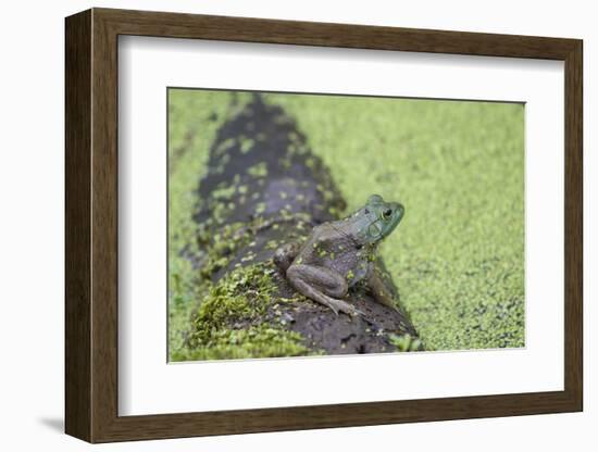 American Bullfrog in pond with duckweed Marion County, Illinois-Richard & Susan Day-Framed Photographic Print