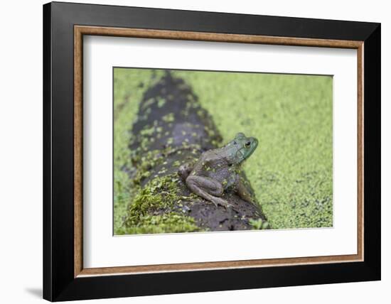 American Bullfrog in pond with duckweed Marion County, Illinois-Richard & Susan Day-Framed Photographic Print