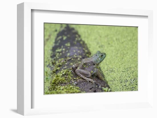 American Bullfrog in pond with duckweed Marion County, Illinois-Richard & Susan Day-Framed Photographic Print