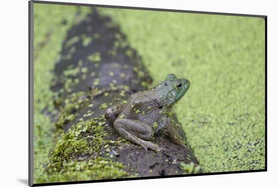 American Bullfrog in pond with duckweed Marion County, Illinois-Richard & Susan Day-Mounted Photographic Print