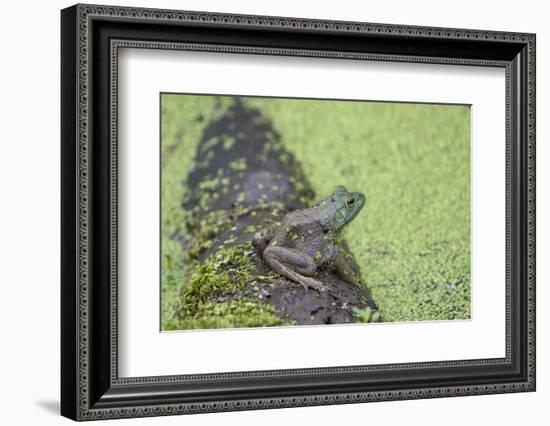 American Bullfrog in pond with duckweed Marion County, Illinois-Richard & Susan Day-Framed Photographic Print