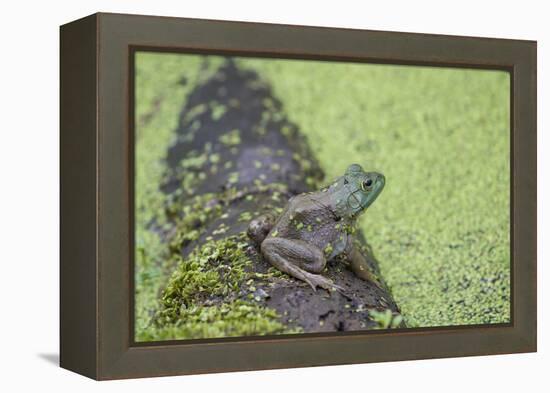 American Bullfrog in pond with duckweed Marion County, Illinois-Richard & Susan Day-Framed Premier Image Canvas