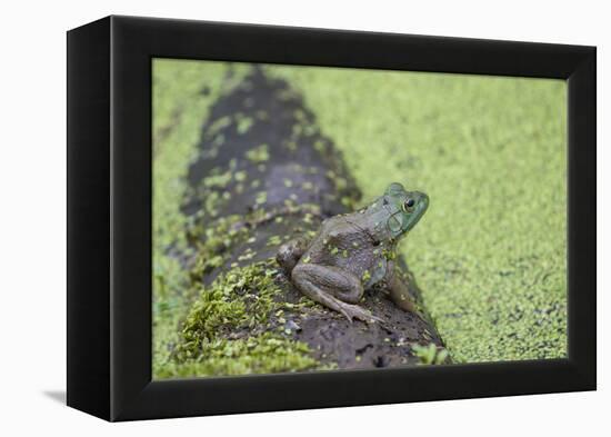 American Bullfrog in pond with duckweed Marion County, Illinois-Richard & Susan Day-Framed Premier Image Canvas